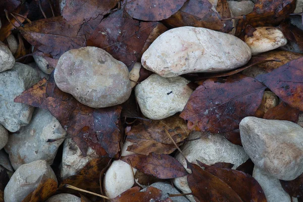 Nagy Kövekből Álló Ösvény Lehullott Őszi Levelekkel Természetes Háttér Szöveg — Stock Fotó