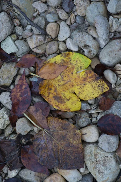 Path Large Stones Fallen Autumn Leaves Natural Background Inserting Text — Stock Photo, Image