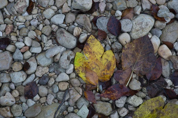 Path Large Stones Fallen Autumn Leaves Natural Background Inserting Text — Stock Photo, Image