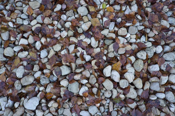 Caminho Grandes Pedras Com Folhas Outono Caídas Fundo Natural Para — Fotografia de Stock