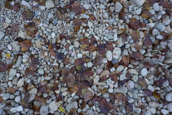 Шлях Великих Каменів Опалим Осіннім Листям Природний Фон Вставки Тексту — стокове фото