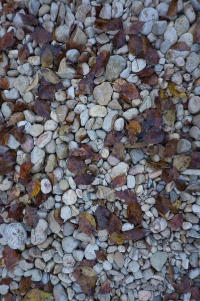Een Pad Van Grote Stenen Met Gevallen Herfstbladeren Natuurlijke Achtergrond — Stockfoto