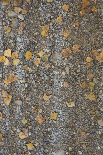 Sentier Grandes Pierres Aux Feuilles Automne Tombées Arrière Plan Naturel — Photo