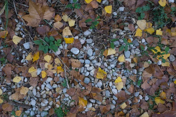 Camino Grandes Piedras Con Hojas Caídas Otoño Fondo Natural Para —  Fotos de Stock