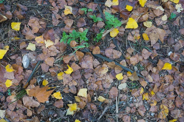 秋の紅葉の大きな石の道 スペインでテキストを挿入するための自然な背景 — ストック写真