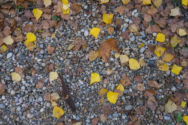 Ein Weg Aus Großen Steinen Mit Abgefallenen Herbstblättern Natürlicher Hintergrund — Stockfoto