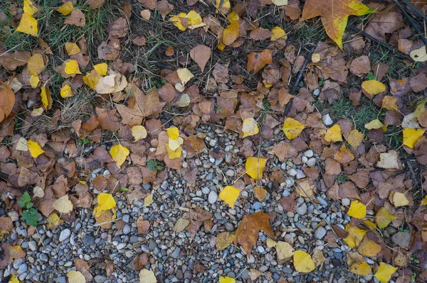 Path Large Stones Fallen Autumn Leaves Natural Background Inserting Text — Stock Photo, Image