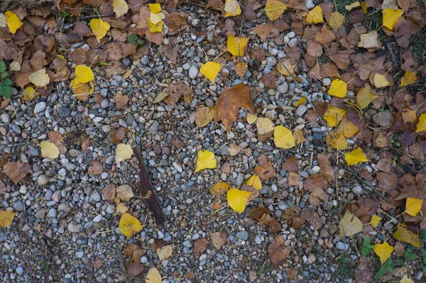 Een Pad Van Grote Stenen Met Gevallen Herfstbladeren Natuurlijke Achtergrond — Stockfoto