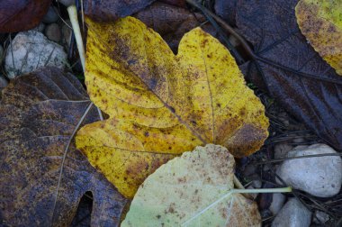 Background texture with autumnal leaves on the floor, in spain