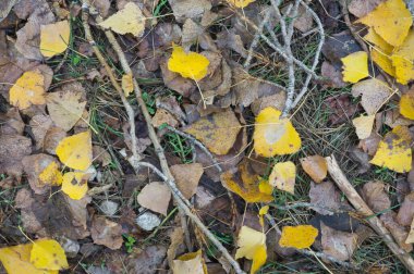 Background texture with autumnal leaves on the floor, in spain