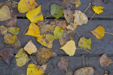 Arka plan dokusu eski ahşap masa ve İspanya 'da sonbahar yaprakları