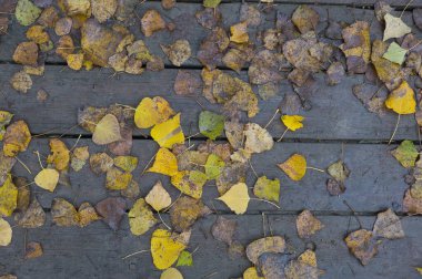 Arka plan dokusu eski ahşap masa ve İspanya 'da sonbahar yaprakları