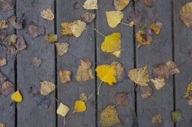 Arka plan dokusu eski ahşap masa ve İspanya 'da sonbahar yaprakları