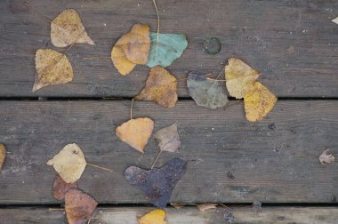 Arka plan dokusu eski ahşap masa ve İspanya 'da sonbahar yaprakları