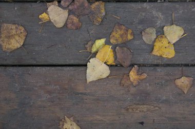 Arka plan dokusu eski ahşap masa ve İspanya 'da sonbahar yaprakları