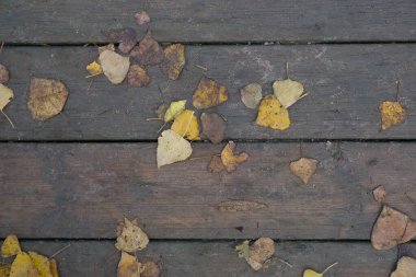 Arka plan dokusu eski ahşap masa ve İspanya 'da sonbahar yaprakları