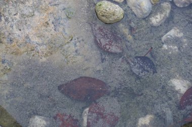 Arkaplan için soyut taş dokusu. Yazı için yakın plan, İspanya 'da yaprak