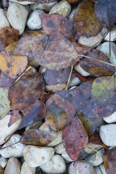 Background Texture Autumnal Leaves Floor Spain — Stock Fotó