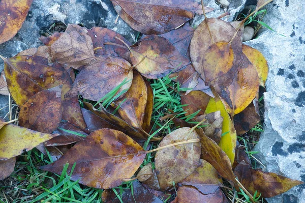 Background Texture Autumnal Leaves Floor Spain — Foto Stock