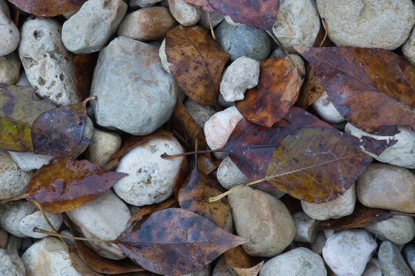 秋の紅葉の大きな石の道 スペインでテキストを挿入するための自然な背景 — ストック写真