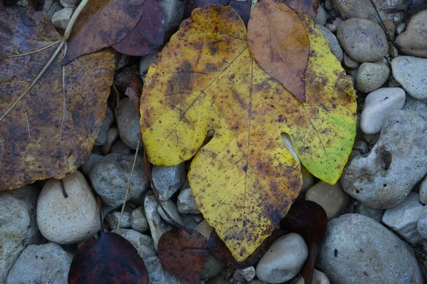 Hintergrund Textur Mit Herbstlichen Blättern Auf Dem Boden Spanien — Stockfoto