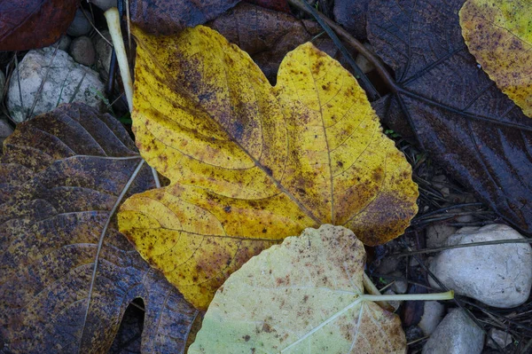 Background Texture Autumnal Leaves Floor Spain — Stock Photo, Image