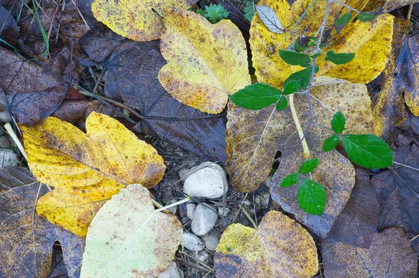 Background Texture Autumnal Leaves Floor Spain — Stockfoto