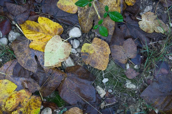 Background Texture Autumnal Leaves Floor Spain — Fotografia de Stock