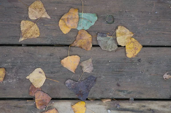 Hintergrundstruktur Mit Altem Holztisch Und Herbstlichen Blättern Spanien — Stockfoto