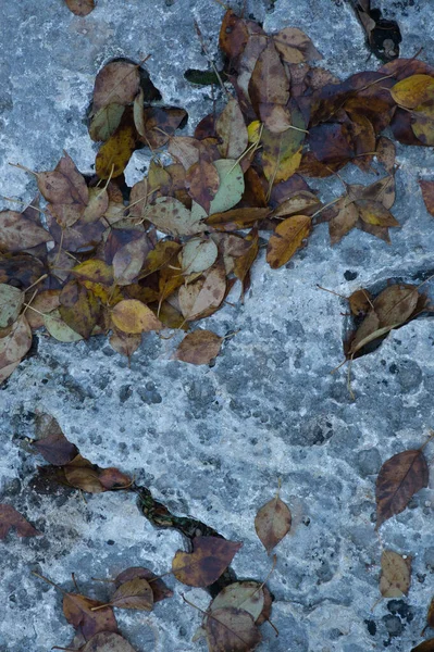 Abstract Stone Texture Background Close Text Leaves Spain — Stock Photo, Image