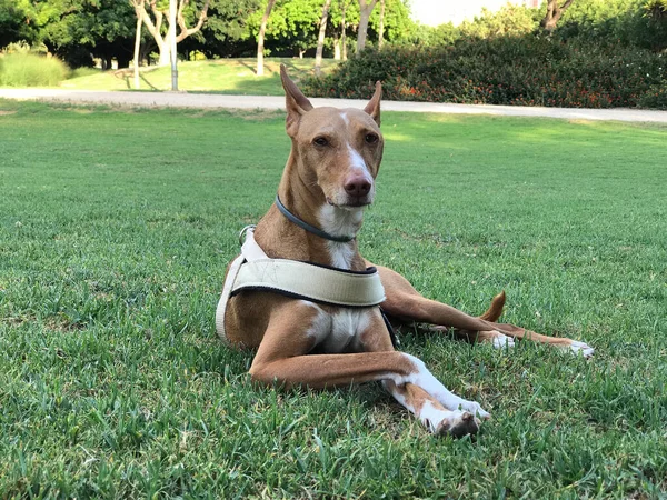 Gezonde Rasechte Hond Gefotografeerd Buiten Natuur Een Zonnige Dag Spanje — Stockfoto