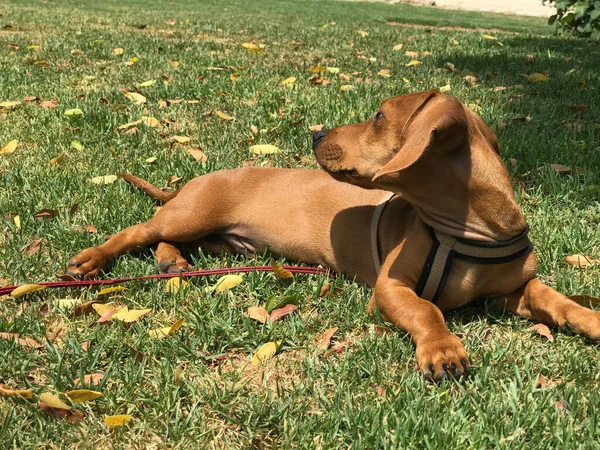 Retrato Primavera Dachshund Marrom Natureza Dia Ensolarado Espanha — Fotografia de Stock