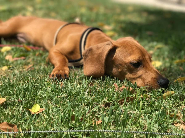 Retrato Primavera Dachshund Marrom Natureza Dia Ensolarado Espanha — Fotografia de Stock