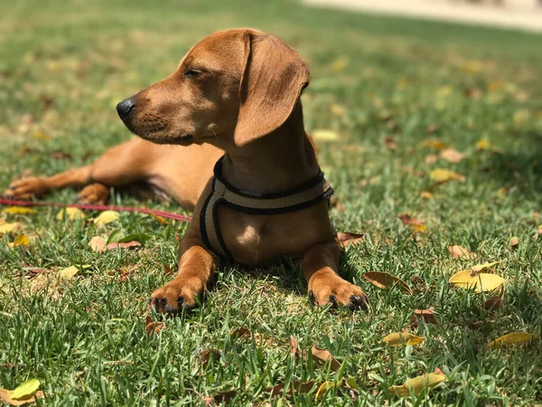 Άνοιξη Πορτρέτο Ενός Καφέ Dachshund Στη Φύση Μια Ηλιόλουστη Μέρα — Φωτογραφία Αρχείου