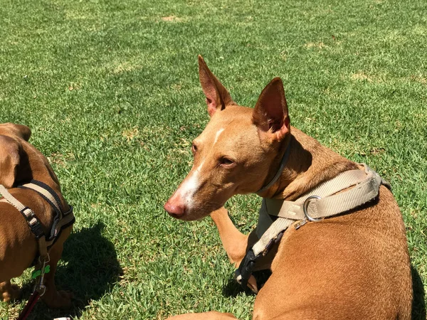 Gezonde Rasechte Hond Gefotografeerd Buiten Natuur Een Zonnige Dag Spanje — Stockfoto