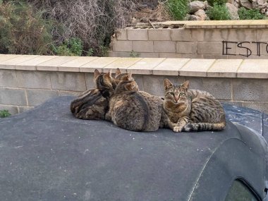 İspanya 'da arabanın çatısında oturan bir grup farklı cins kedi.