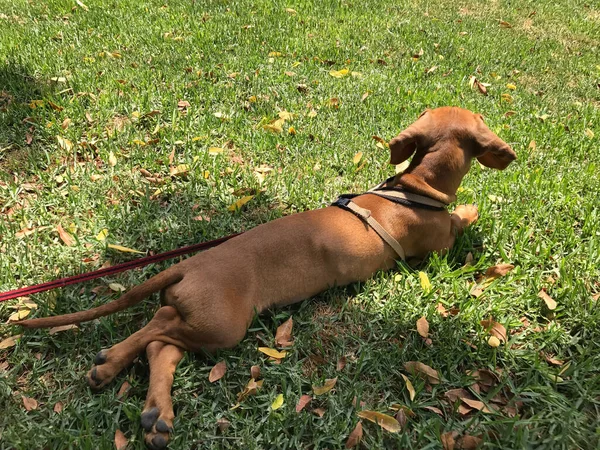 Retrato Primavera Dachshund Marrom Natureza Dia Ensolarado Espanha — Fotografia de Stock