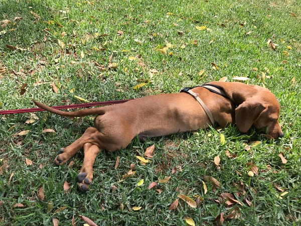 Retrato Primavera Dachshund Marrom Natureza Dia Ensolarado Espanha — Fotografia de Stock