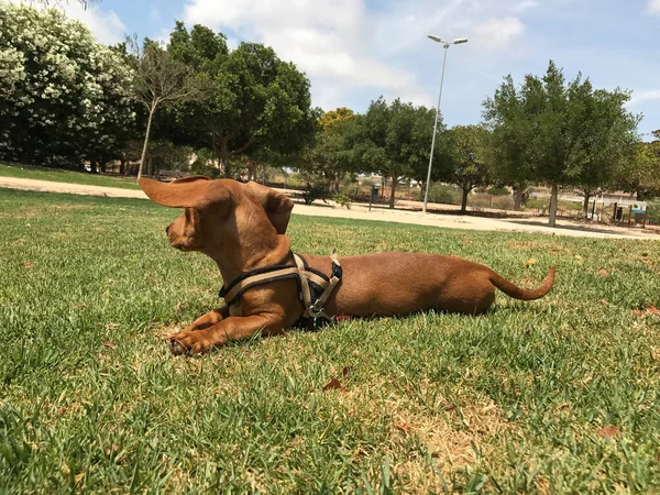 Retrato Primavera Dachshund Marrom Natureza Dia Ensolarado Espanha — Fotografia de Stock