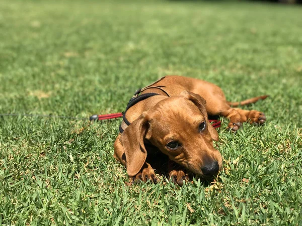 Retrato Primavera Dachshund Marrom Natureza Dia Ensolarado Espanha — Fotografia de Stock