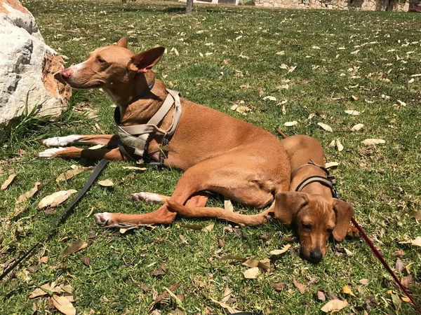 Gezonde Rasechte Hond Gefotografeerd Buiten Natuur Een Zonnige Dag Spanje — Stockfoto
