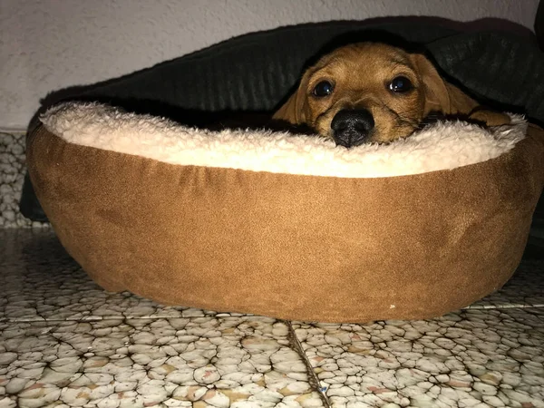 Dachshund Pies Bawi Się Salonie Hiszpanii — Zdjęcie stockowe