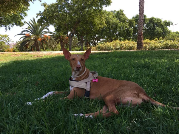 Gezonde Rasechte Hond Gefotografeerd Buiten Natuur Een Zonnige Dag Spanje — Stockfoto