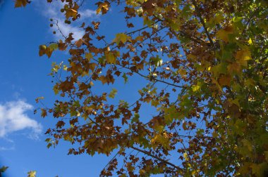 Yukarıya, mavi gökyüzüne, İspanya 'daki karışık bir ormanın uzun ve çıplak ağaçlarının arasından beyaz bulutlara bak.