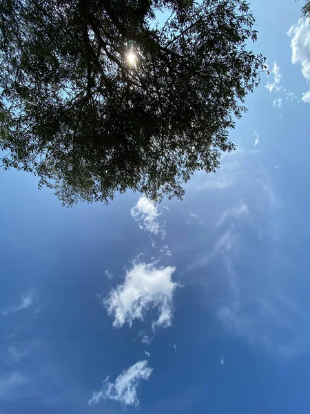 하늘을 바라보라 관목들이 뒤섞여 나무들 사이로 구름이 — 스톡 사진