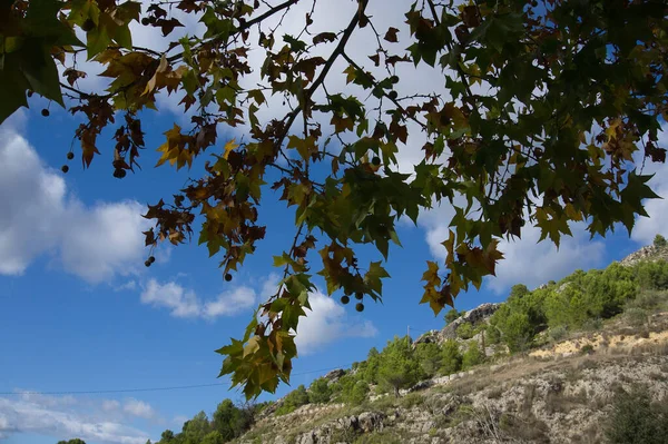 スペインの混合林の背の高い裸の木を通して白い雲と青空に上を見上げます — ストック写真