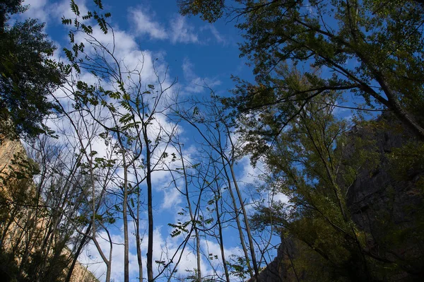 Взгляните Вверх Голубое Небо Белыми Облаками Сквозь Высокие Голые Деревья — стоковое фото