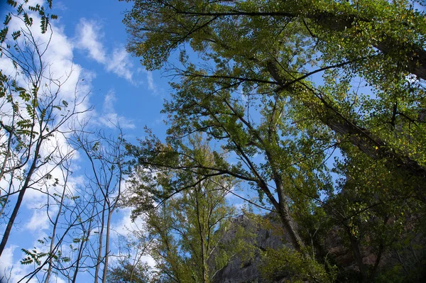 Regardez Vers Haut Vers Ciel Bleu Avec Des Nuages Blancs — Photo