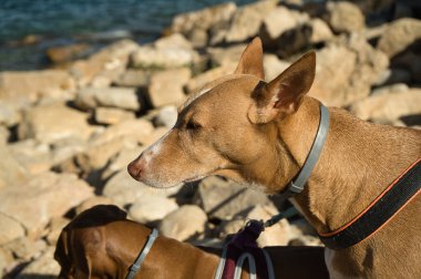 Yazın güneşli bir günde sahilde kayalıklarla eğlenen köpekler. İspanya 'da