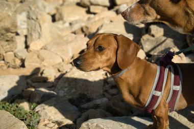 Yazın güneşli bir günde sahilde kayalıklarla eğlenen köpekler. İspanya 'da